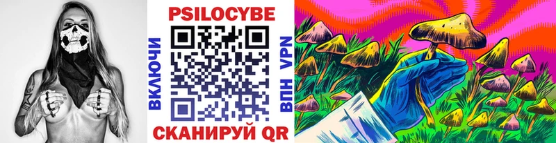 где продают   Камышин  Псилоцибиновые грибы Cubensis 