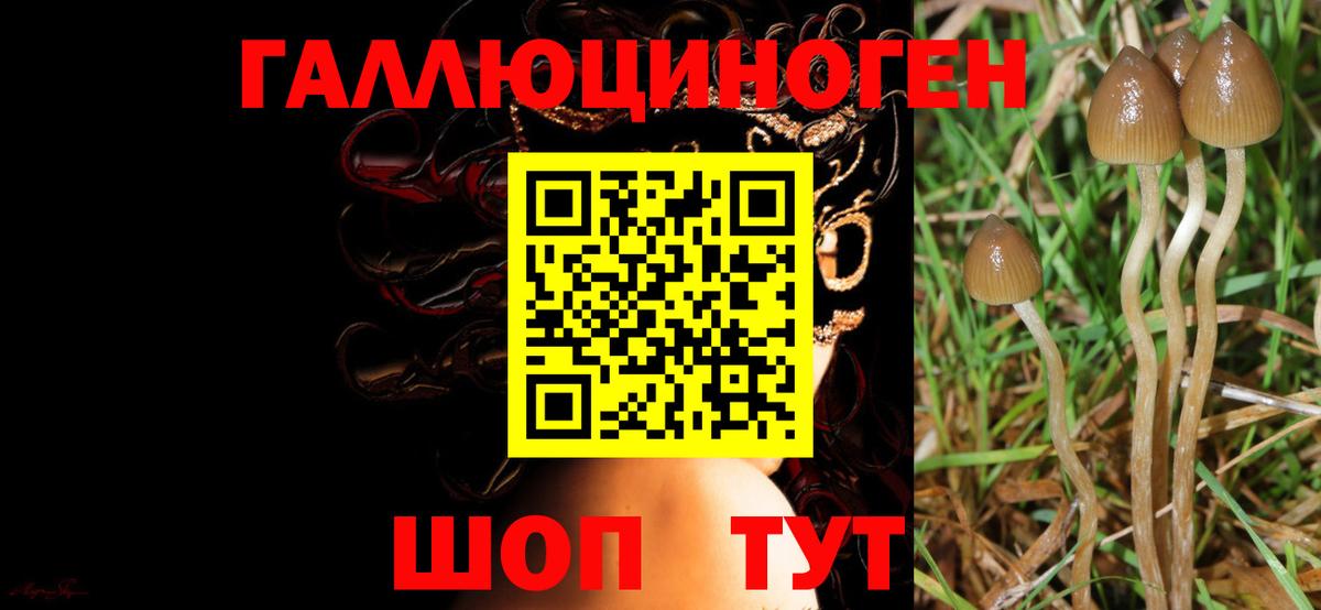 Псилоцибиновые грибы ЛСД Камышин